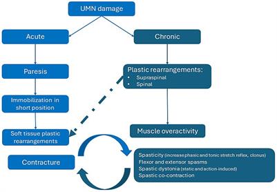 Multimodal therapy and use of adjunctive therapies to BoNT-A in spasticity management: defining terminology to help enhance spasticity treatment